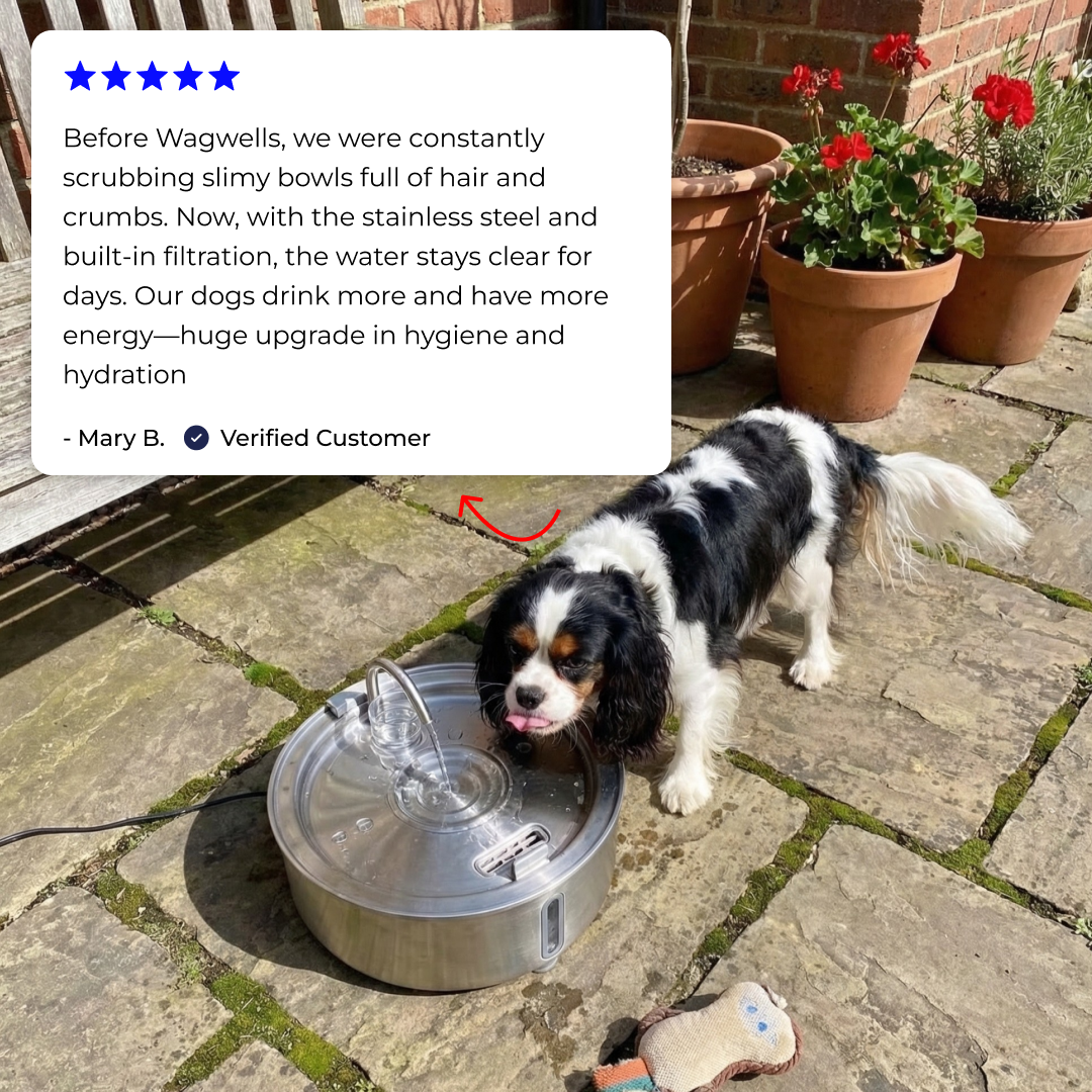 Wagwells - Dog water fountain